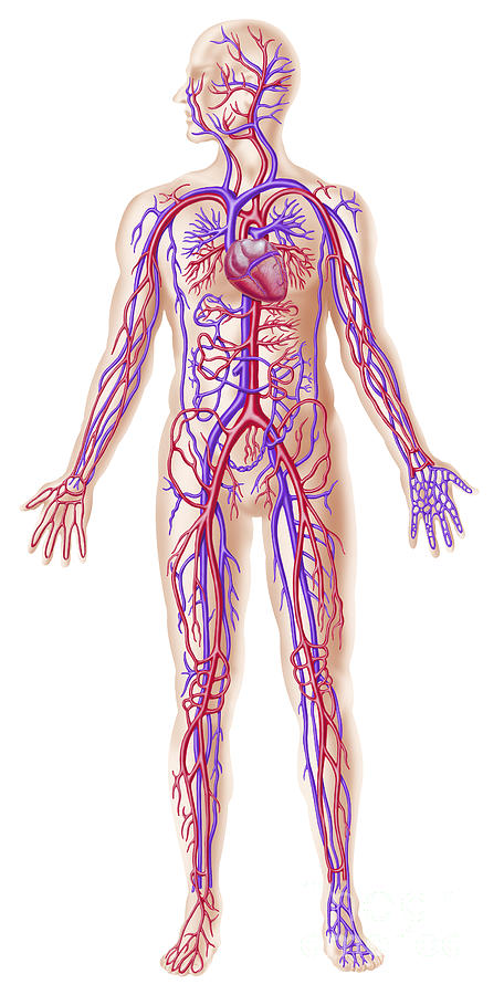 Anatomy Of Female Body With Internal Digital Art by Leonello