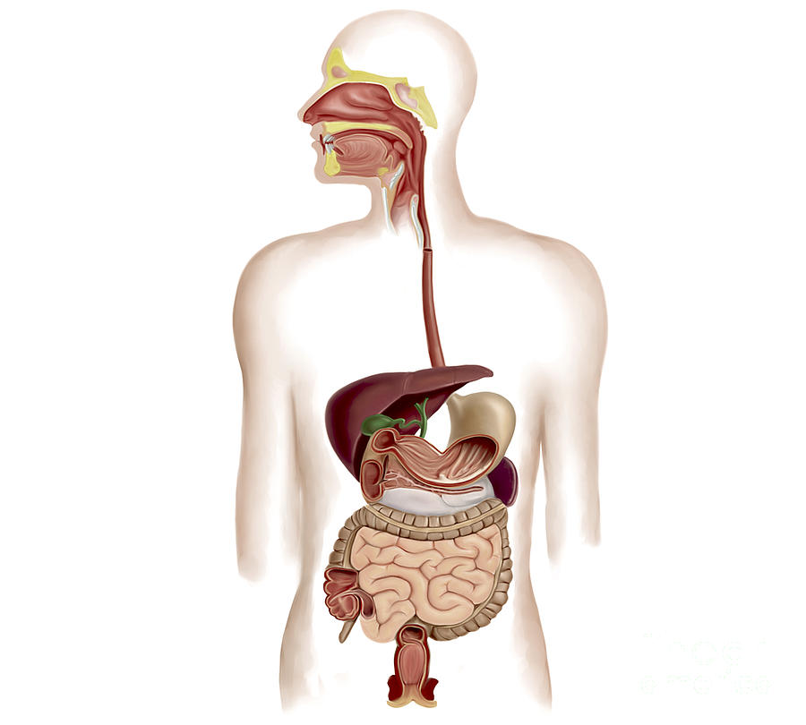 Horizontal Digital Art - Anatomy Of Human Digestive System by Stocktrek Images