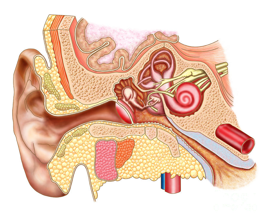 Anatomy Of Human Ear Digital Art by Stocktrek Images