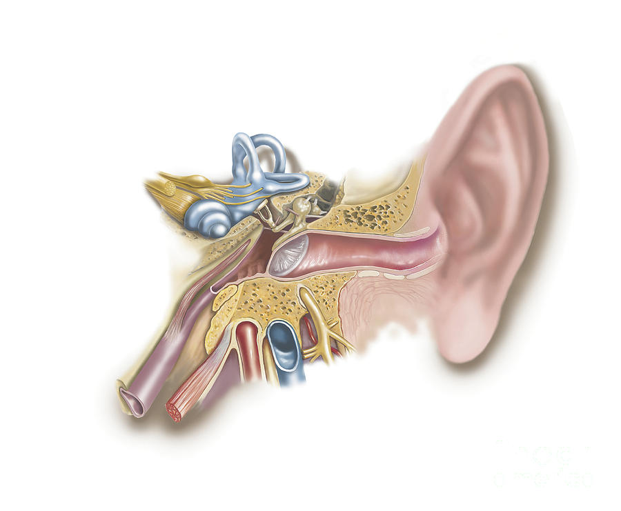 Anatomy Of Human Ear Digital Art by TriFocal Communications