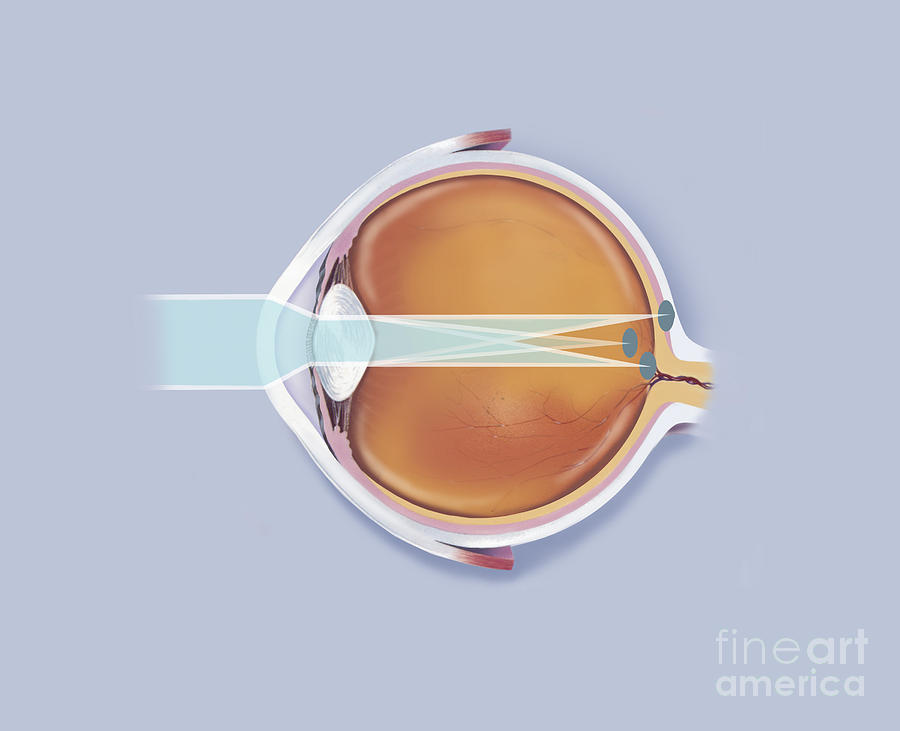 Anatomy Of Human Eye Showing Focal Digital Art