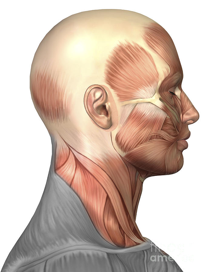 Vertical Digital Art - Anatomy Of Human Face Muscles, Side by Stocktrek Images