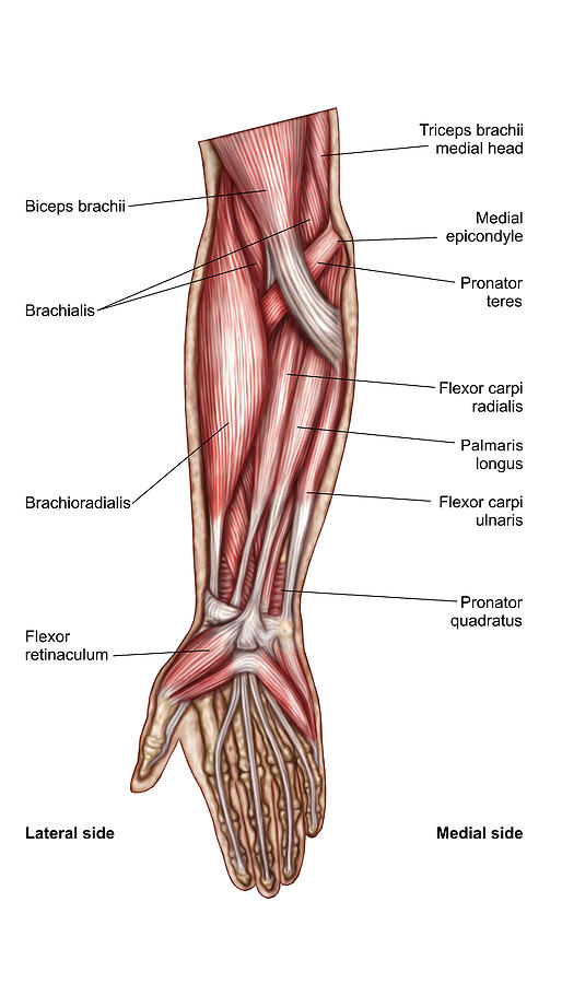Anatomy of human forearm muscles, superficial anterior view.  Drawing by Stocktrek Images