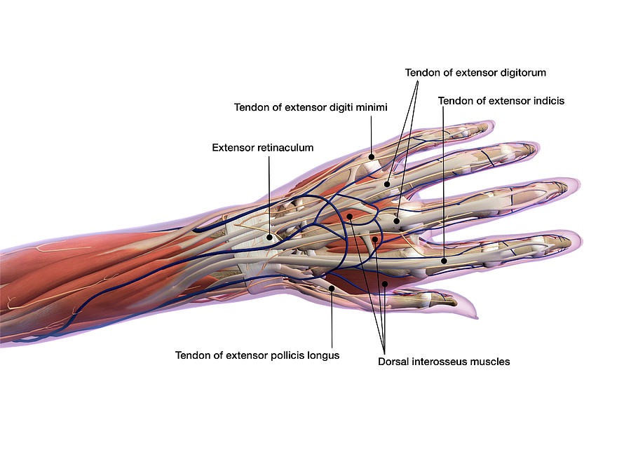 Anatomy Of Human Hand With Labels Photograph by Hank Grebe - Fine Art ...