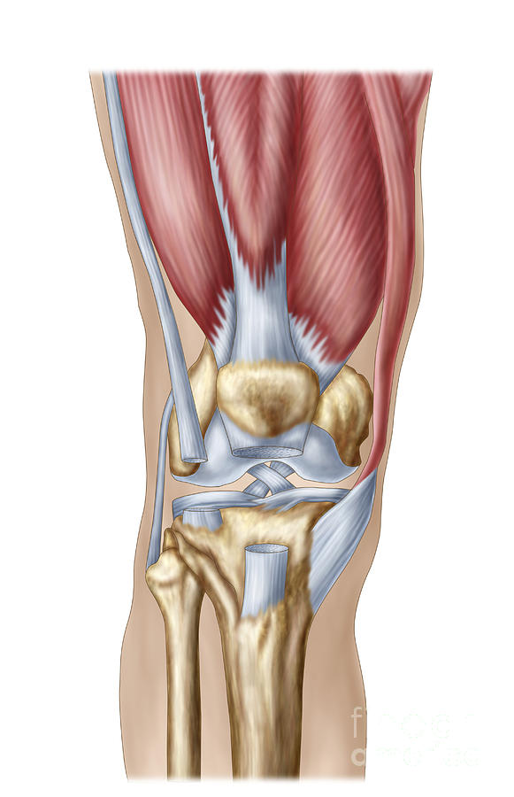 Color Image Digital Art - Anatomy Of Human Knee Joint by Stocktrek Images