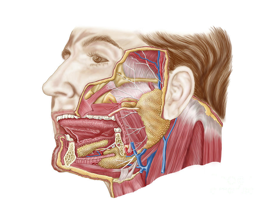 Color Image Digital Art - Anatomy Of Human Salivary Glands by Stocktrek Images