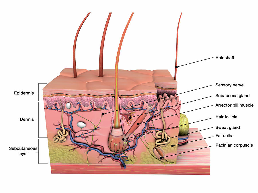 Anatomy Of Human Skin With Labels Photograph by Hank Grebe