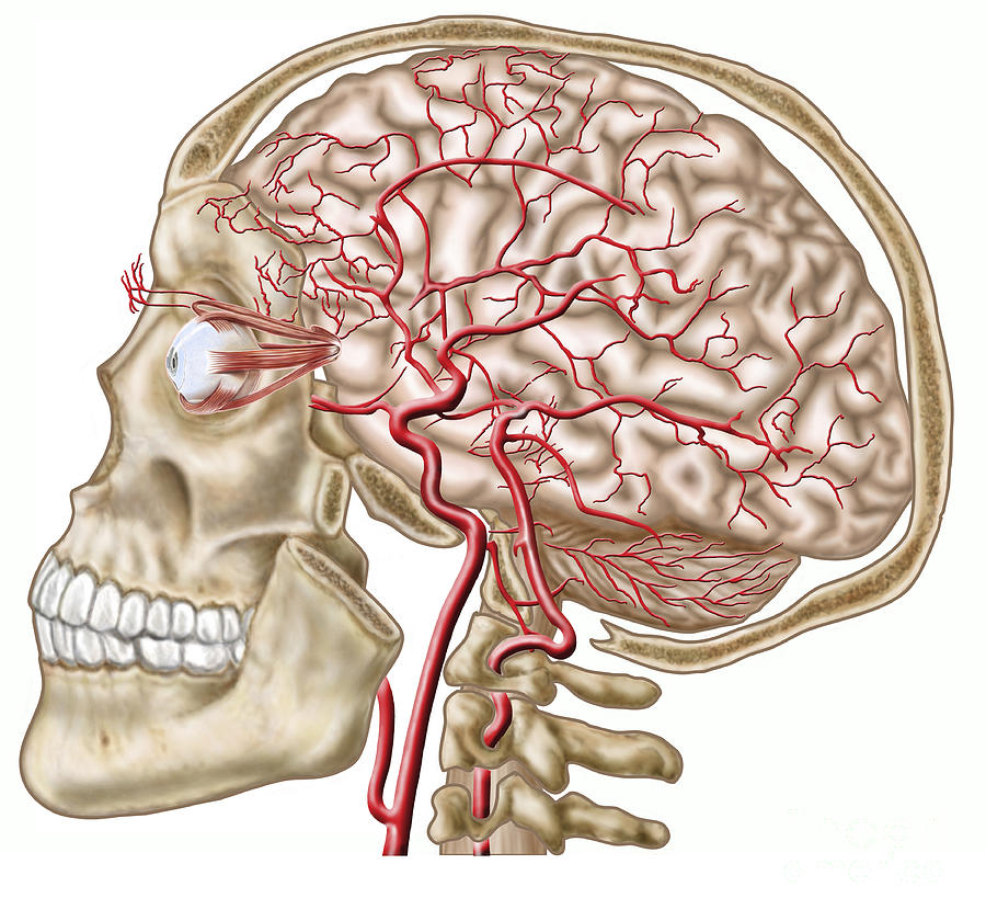 Skull Digital Art - Anatomy Of Human Skull, Eyeball by Stocktrek Images