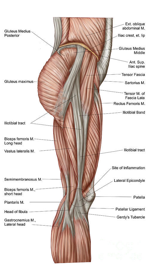 anatomy-of-human-thigh-muscles-photograph-by-stocktrek-images-pixels