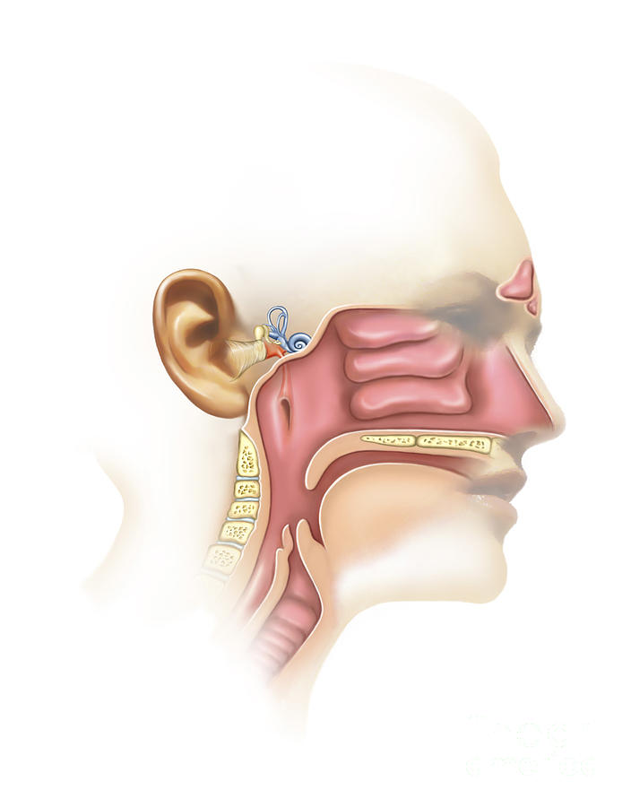 Anatomy Of Ear And Sinuses