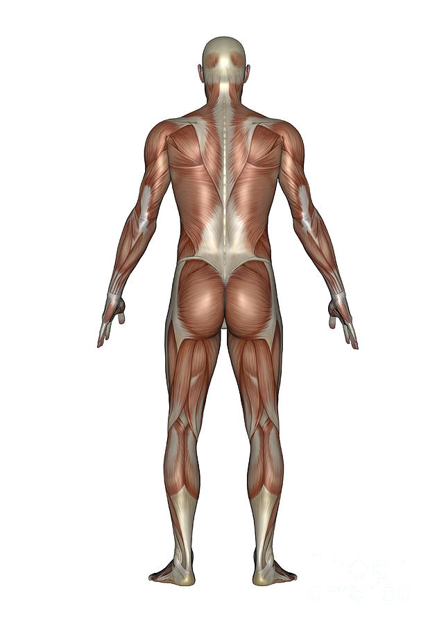 Anatomy Of Male Muscular System, Back Digital Art by Elena Duvernay