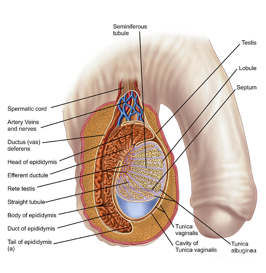 Anatomy Of Male Testis Digital Art by Stocktrek Images