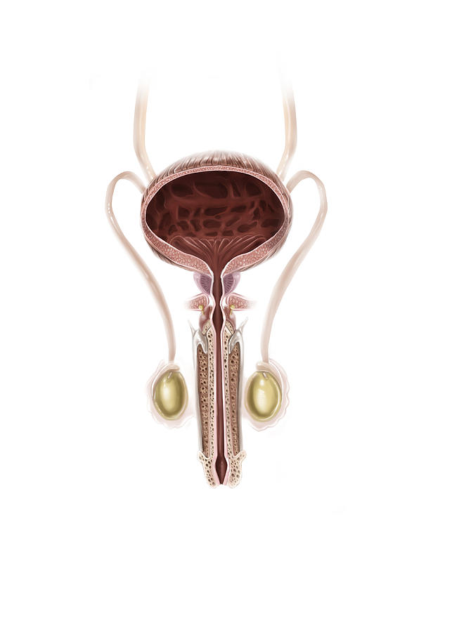 Anatomy Of Male Urinary Bladder Photograph By Alan Gesek - Pixels