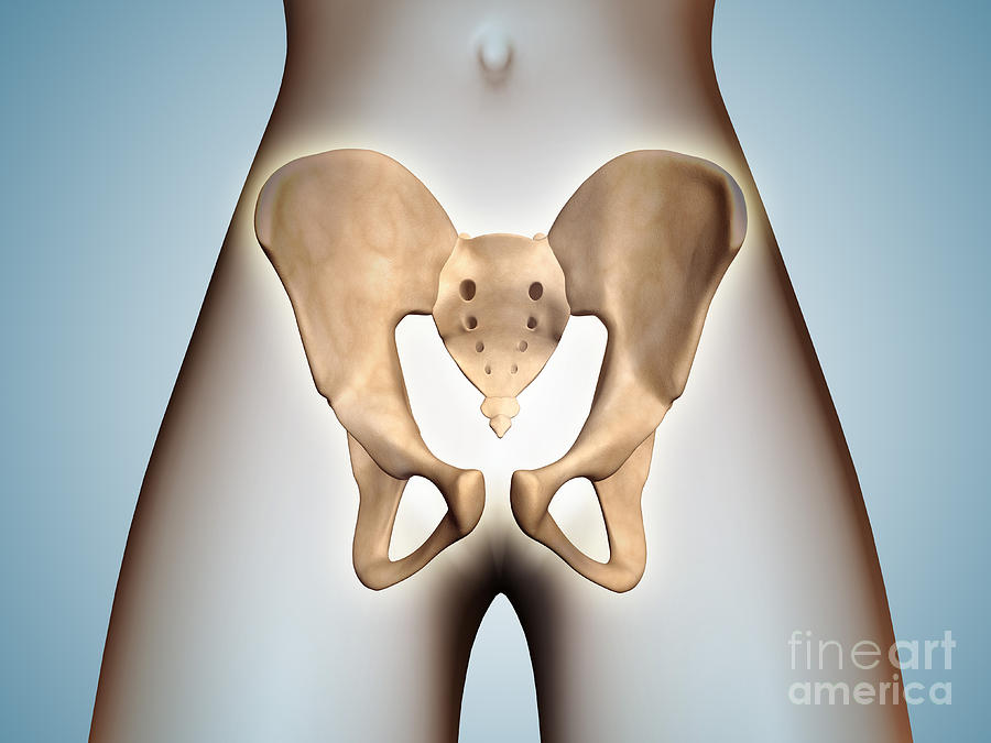 Horizontal Digital Art - Anatomy Of Pelvic Bone On Female Body by Stocktrek Images