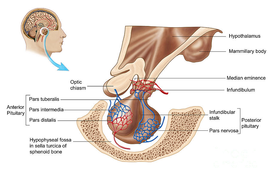 Anatomy Of Pituitary Gland Digital Art by Stocktrek Images