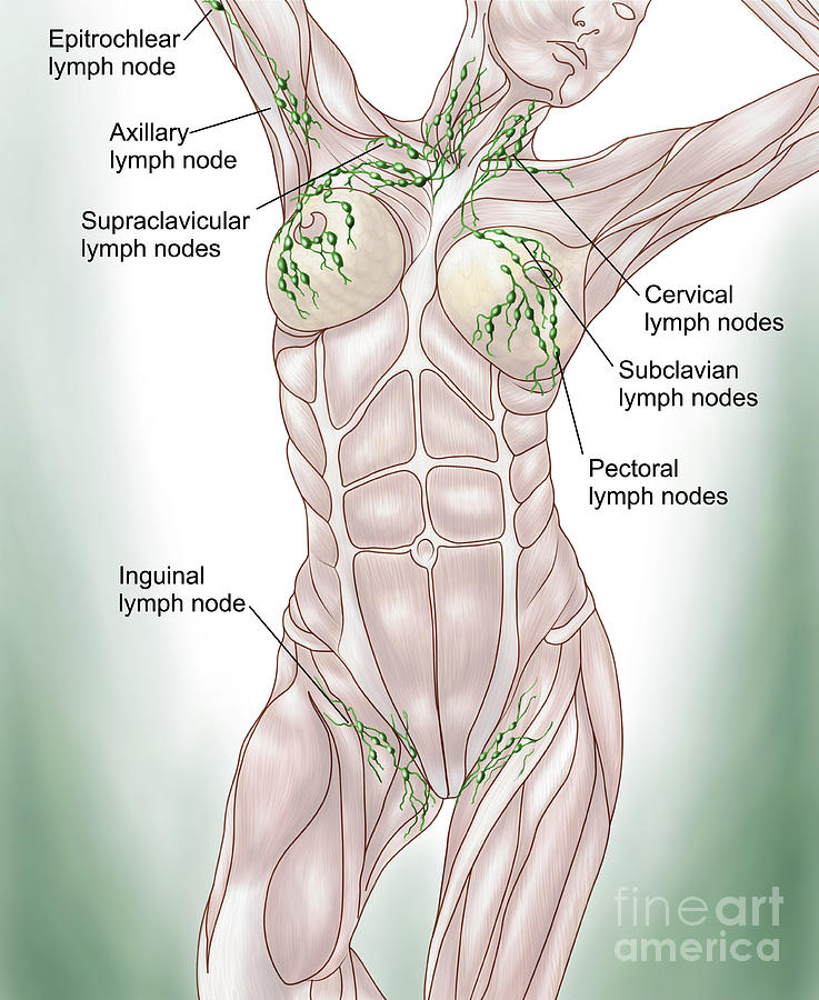 superficial-and-deep-anatomy