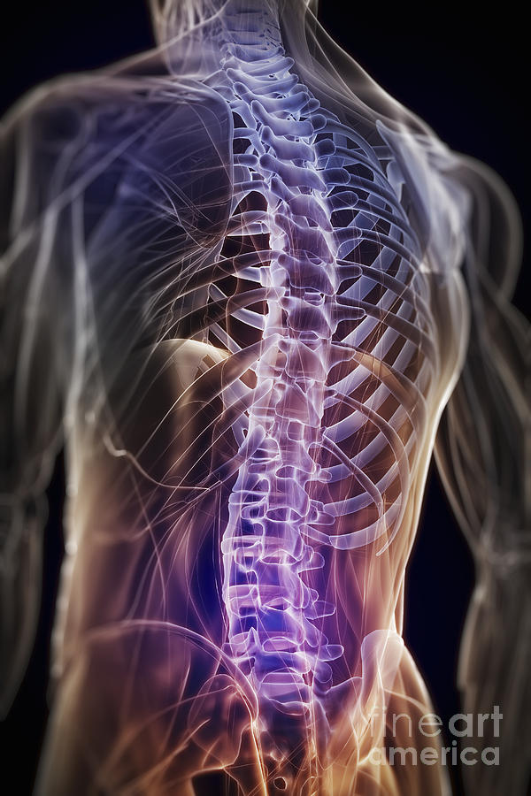 Anatomy Of The Back And Spine Photograph by Science Picture Co