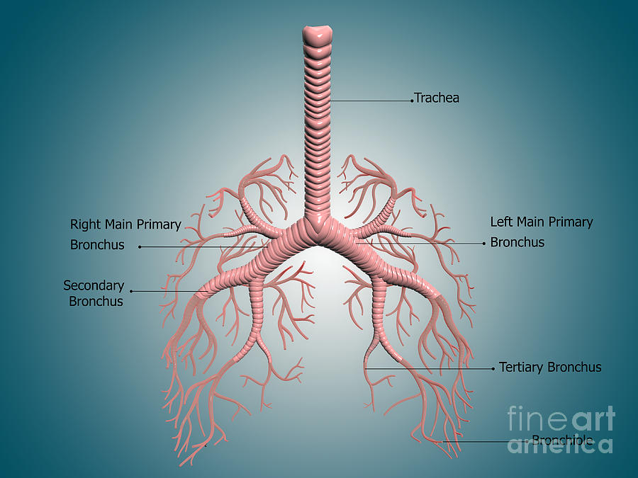 Anatomy Of The Bronchus And Bronchial Digital Art by Stocktrek Images