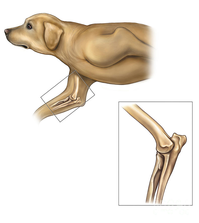 Anatomy Of The Dog Elbow With Lateral Digital Art by Enid Gottlieb