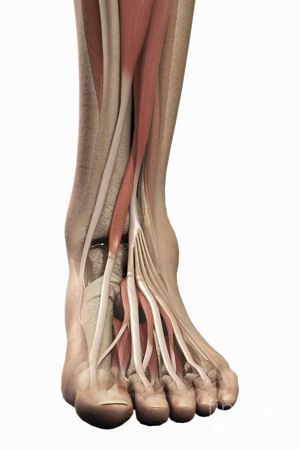 Biomedical Illustration Photograph - Anatomy Of The Foot by Science Picture Co