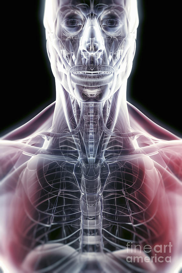 Anatomy Of The Head And Neck Photograph by Science Picture Co - Fine ...