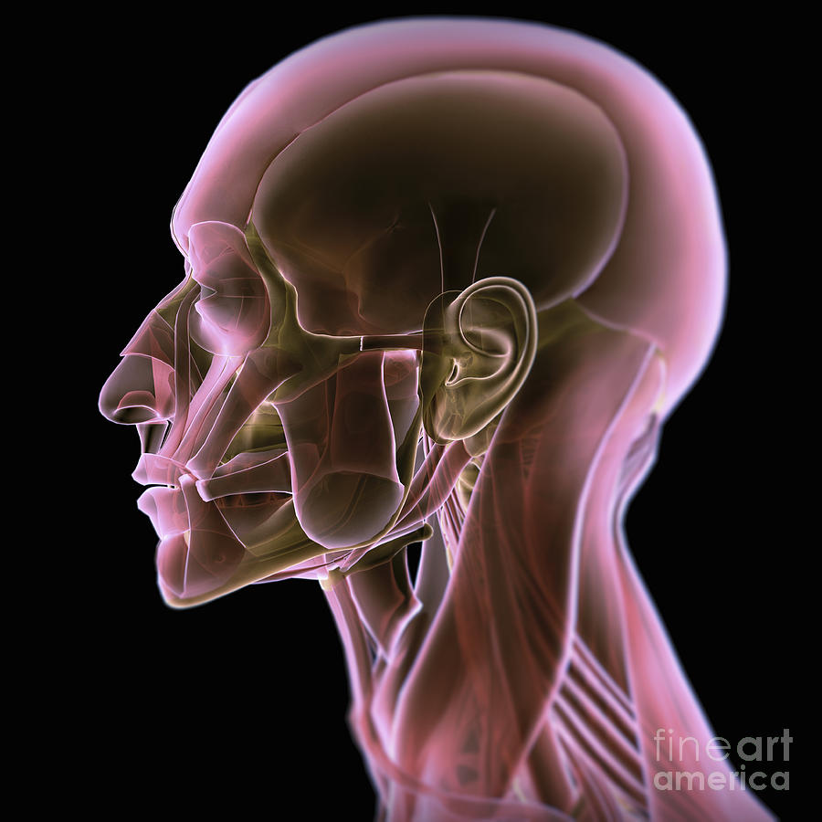 Anatomy Of The Head Photograph by Science Picture Co
