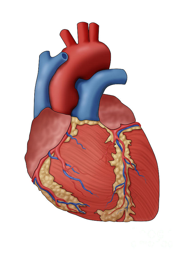 Anatomy Of The Human Heart, Illustration Photograph by Monica Schroeder