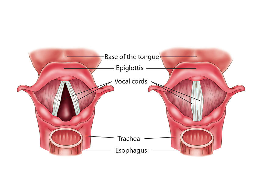 Anatomy Of The Larynx, Illustration Photograph by Krystal Thompson