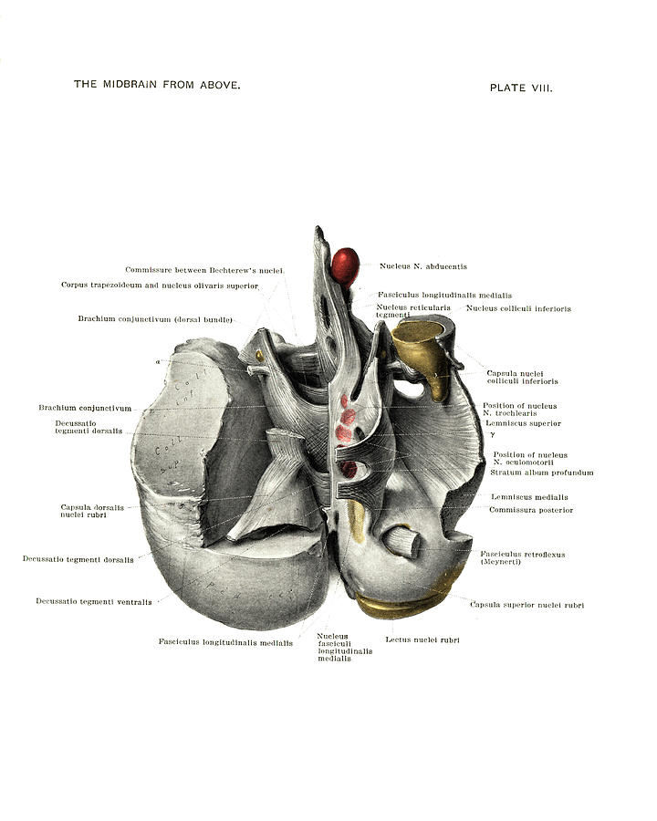 midbrain anatomy