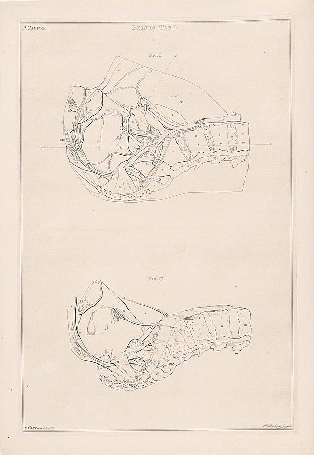 Skeleton Drawing - Anatomy Of The Pelvis, With Numbers, Jacob Van Der Schley by Jacob Van Der Schley