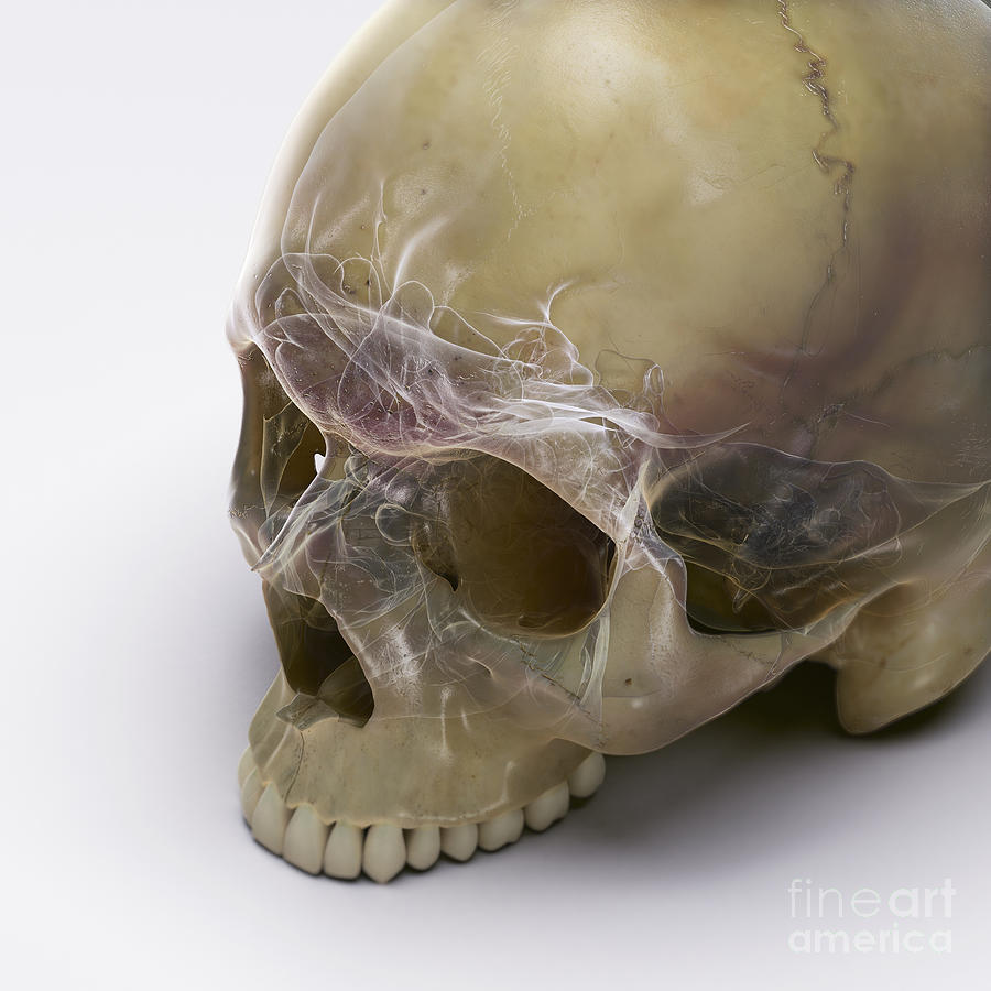 Skull Photograph - Anatomy Of The Skull by Science Picture Co