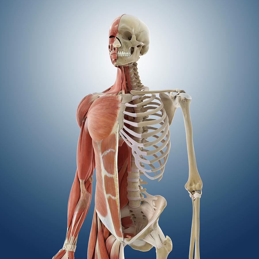 Anatomy Of The Torso Photograph by Springer Medizin/science Photo Library