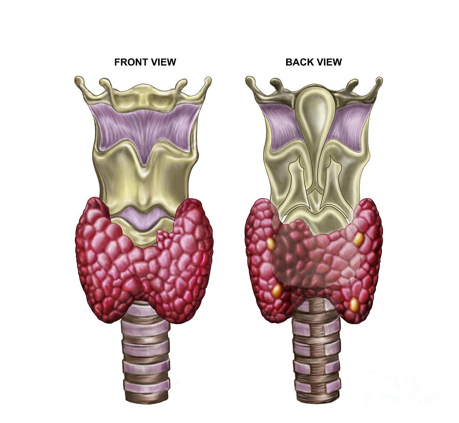 Anatomy Of Thyroid Gland With Larynx & Digital Art by Stocktrek Images ...