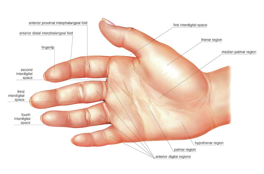 Anatomy Regions Of The Hand Photograph By Asklepios Medical Atlas