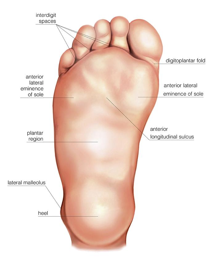 Anatomy Regions Of The Right Foot Photograph by Asklepios Medical Atlas