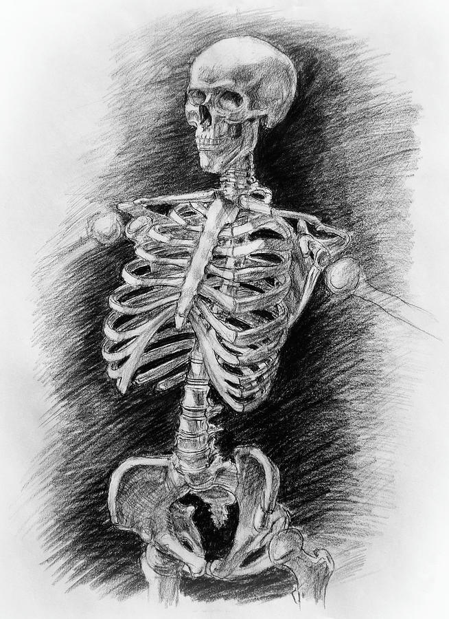 Anatomy Study Mister Skeleton Drawing by Irina Sztukowski