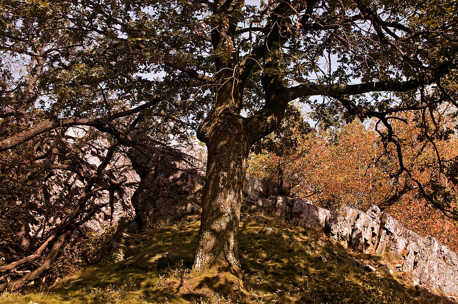 Ancestral Tree Photograph by Roman Solar