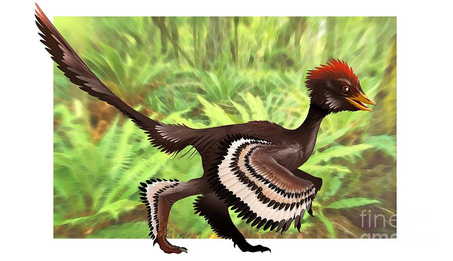 Anchiornis Feathered Dinosaur, Artwork Photograph by Jose Antonio Pe??as