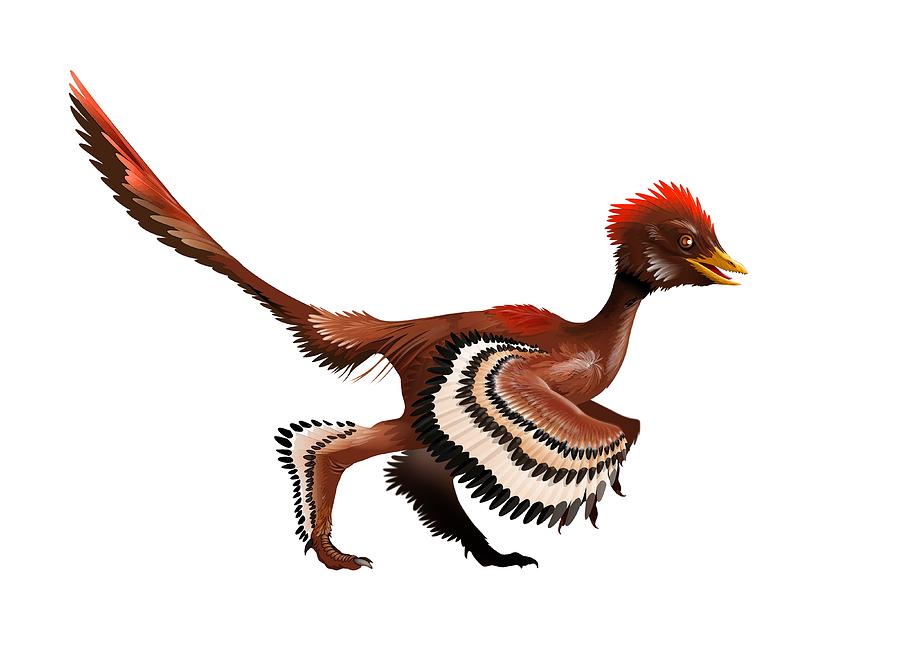 Anchiornis feathered dinosaur, artwork Photograph by Science Photo Library