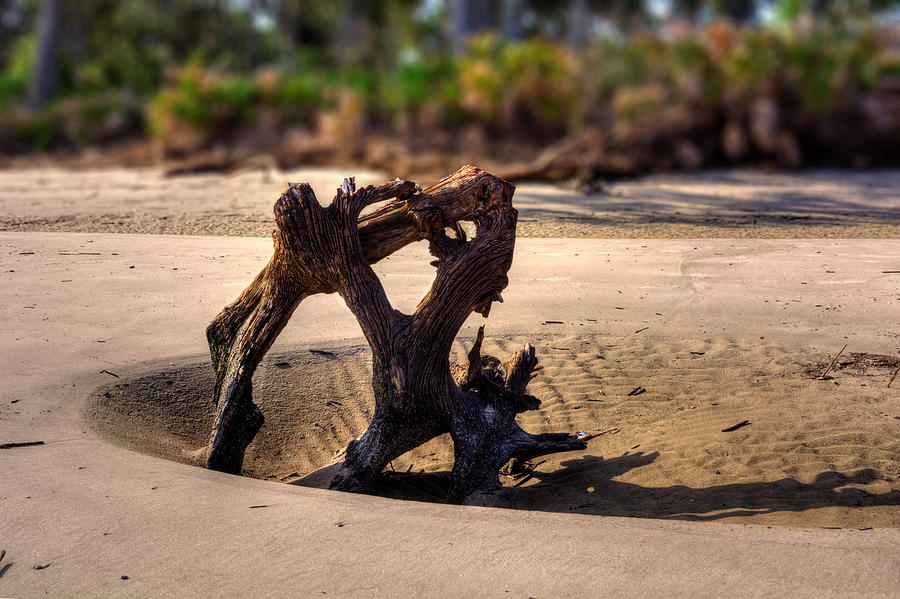 Anchor Driftwood on Jekyll Island Photograph by Greg and Chrystal Mimbs