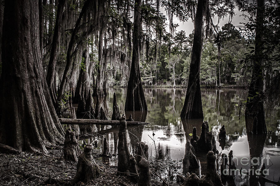Ancien Lac du Caddo Photograph by Tamyra Ayles