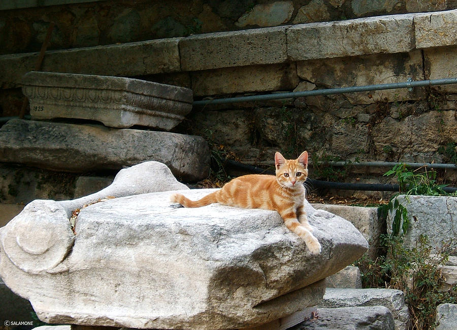 Ancient Agora Kitty Photograph by Brenda Salamone