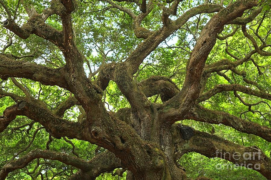Ancient Angel Oak Photograph by Adam Jewell
