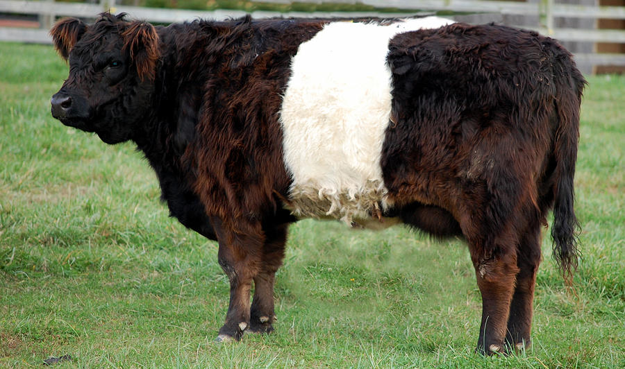 Ancient Breed Belted Galloway Photograph by Richard Ortolano
