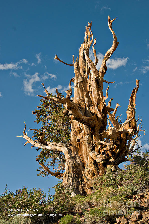 Ancient Bristle Cone Pine in Color Photograph by Daniel Ryan - Fine Art ...