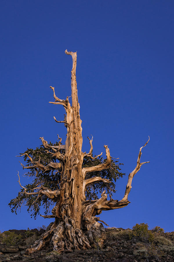Tree Photograph - Ancient Bristlecone by Greg Vaughn