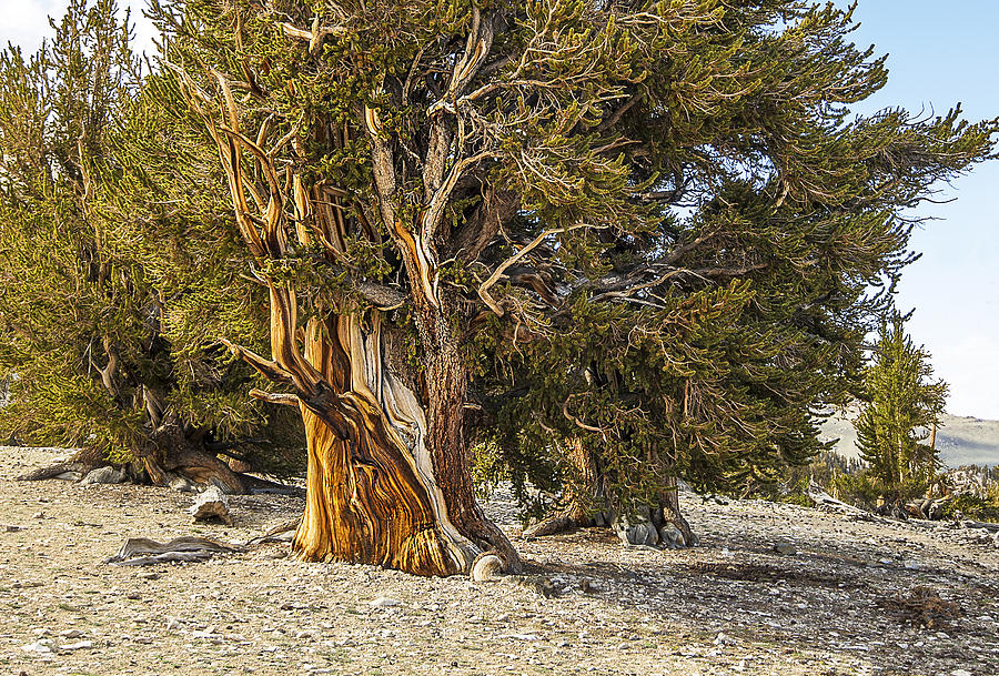 Ancient Bristlecone Pine Photograph by Gordon Ripley