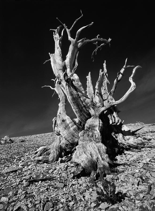 Tree Photograph - Ancient Bristlecone Pine Tree Clings by Jerry Ginsberg