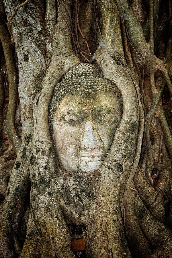 Ancient Buddha Entwined Within Tree Roots in Thailand Photograph by Artur Bogacki