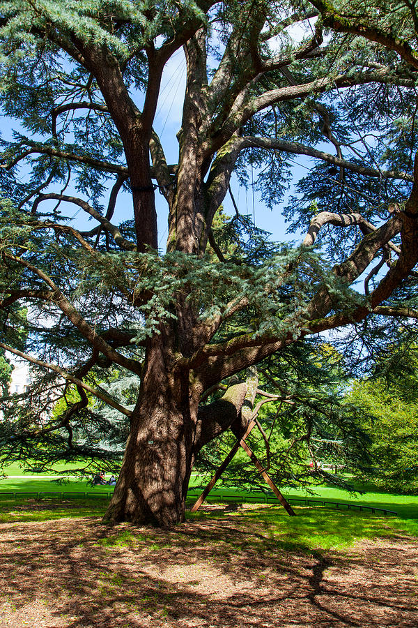Ancient Cedar Photograph by W Chris Fooshee